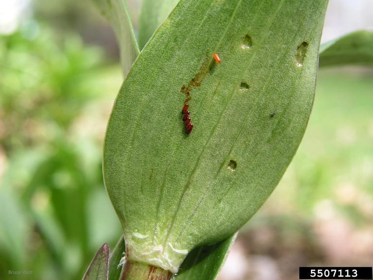 Lily leaf beetle eggs are laid in a row and may be located near defoliation.